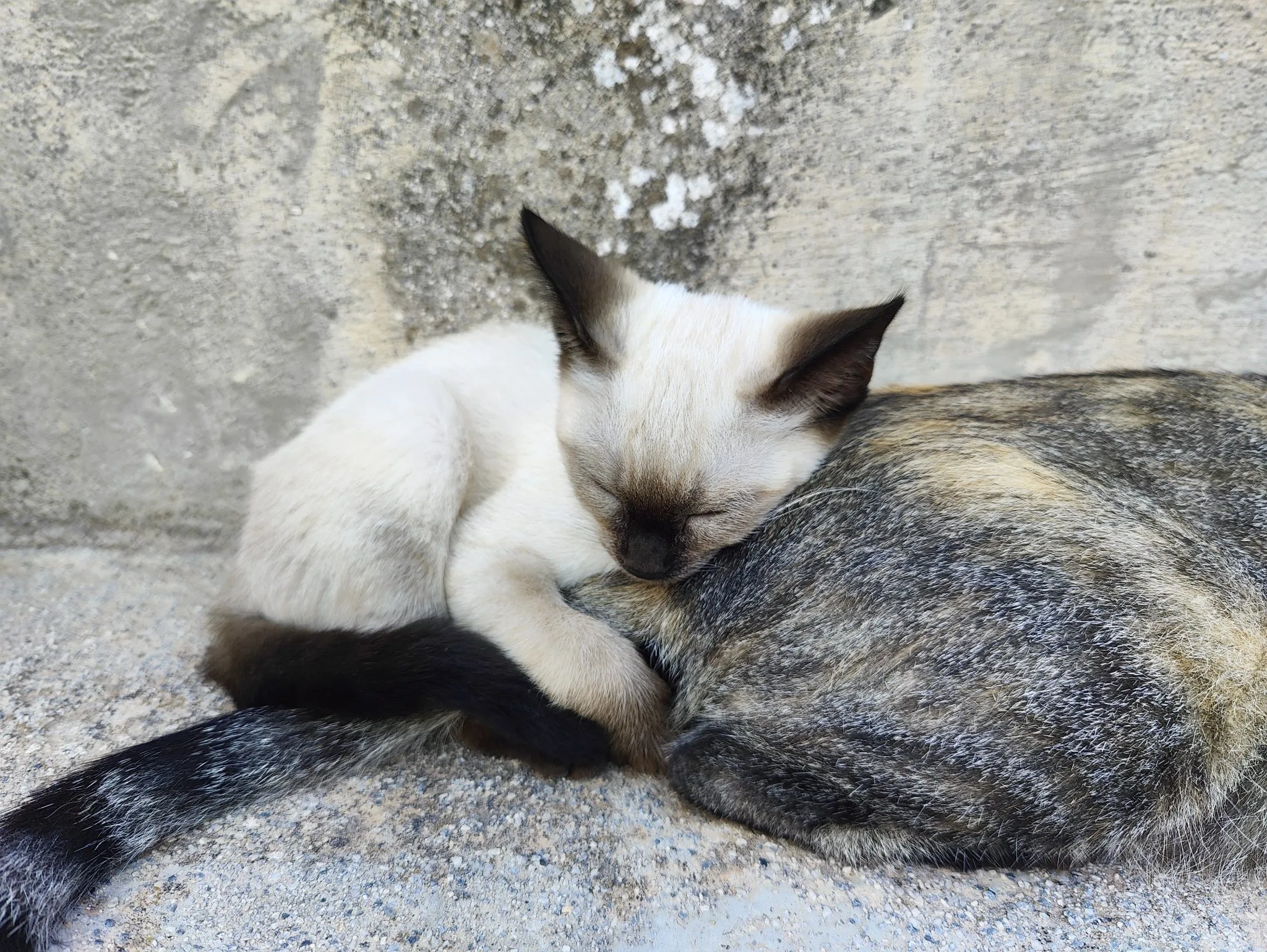 A kitten sleeping against an adult cat